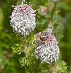 Honey Bee on Bottlebrush Spiderhead (Serruria brownii) (32575599320).jpg