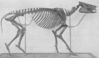 skeleton