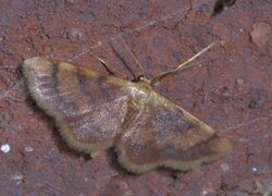 Idaea demissaria P1290866a.jpg