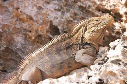 Iguana at the Iguanas island near Cayo Largo shot 01.jpg