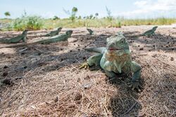 Iguanas on Little Water Cay, Turks and Caicos.jpg