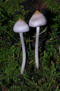 Inocybe lilacina 265529.jpg