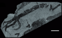 Intiornis holotype left foot.png