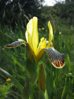 Iris variegata sl22.jpg