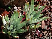 J20171114-0036—Dudleya virens ssp insularis—RPBG—DxO (37663360805).jpg