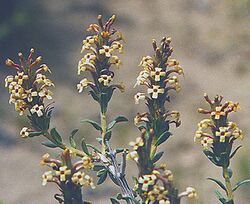 Junellia (or Mulguraea) ligustrina. (8726479163).jpg