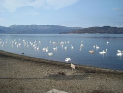 Lake kussharo sunayu with swan.jpg