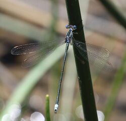 Lestes plagiatus 2017 11 28 1524.jpg