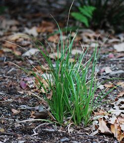 Libertia paniculata, 01 Pengo.jpg