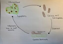 Lifecycle of Alternaria helianthi.jpg