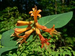 Lonicera ciliosa 13335.JPG