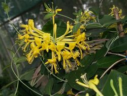 Lonicera tragophylla.jpg