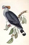 Lopholaimus antarcticus lithograph.jpg