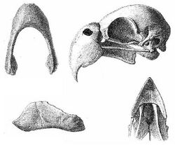 Macarene Parrot skull.jpg