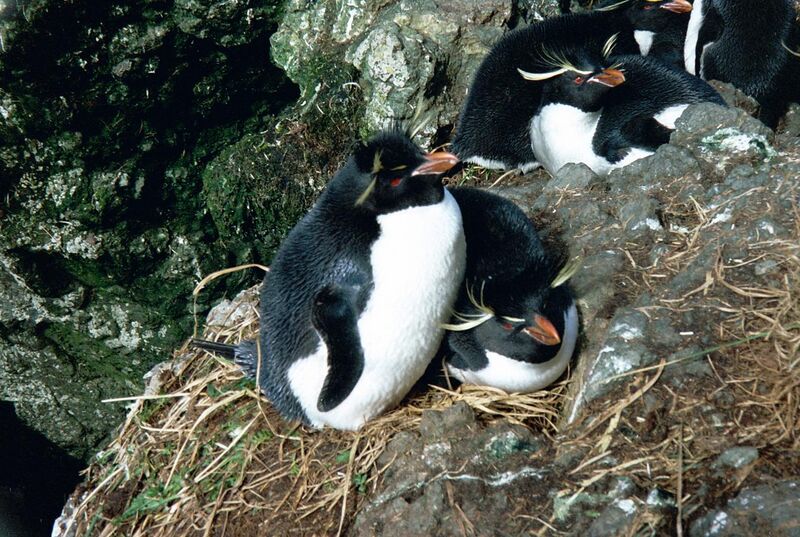 File:MacquarieIslandRockhoppers.JPG