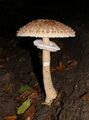 Macrolepiota procera 2013 G1.jpg