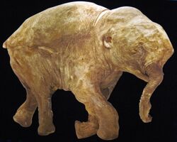 Mammuthus primigenius (baby woolly mammoth) (Late Pleistocene, 42 ka; Yamal Peninsula, Siberia, Russia) 1 (34834312015).jpg