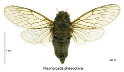 Maoricicada phaeoptera male.jpg