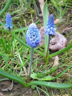 Muscari azureum7.jpg