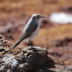 Muscisaxicola rufivertex Rufous-naped Ground-Tyrant.jpg