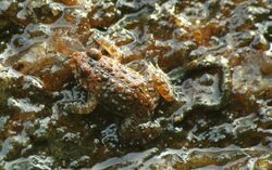 Nannophrys ceylonensis frog.jpg