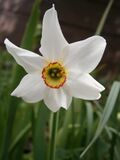 Flower of Narcissus poeticus