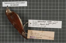 Naturalis Biodiversity Center - RMNH.AVES.133498 1 - Tephrozosterops stalkeri (Ogilvie-Grant, 1910) - Zosteropidae - bird skin specimen.jpeg