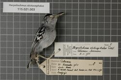 Naturalis Biodiversity Center - RMNH.AVES.38147 1 - Herpsilochmus stictocephalus Todd, 1927 - Formicariidae - bird skin specimen.jpeg