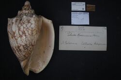 Naturalis Biodiversity Center - ZMA.MOLL.226354 - Cymbiola rossiniana (Bernardi, 1859) - Volutidae - Mollusc shell.jpeg