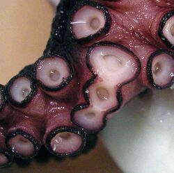 Octopus-sucker-deformity.jpg