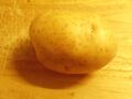 One organic Melody potato grown in Worcestershire in 2015.jpg