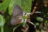 Open wing position of Cheritra freja Fabricius, 1793 – Common Imperial.jpg