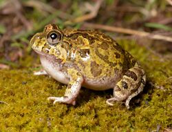 Ornate Burrowing Frog (Platyplectrum ornatus) (22681123617).jpg