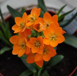 Ornithogalum dubium C.jpg