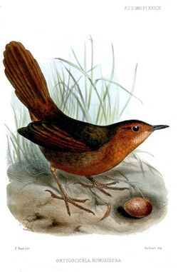 Rusty thicketbird (Cincloramphus rubiginosus)