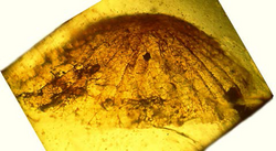 Palaeoagaricites antiquus.png