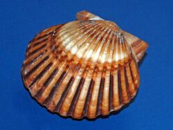 Pectinidae - Argopecten irradians.JPG