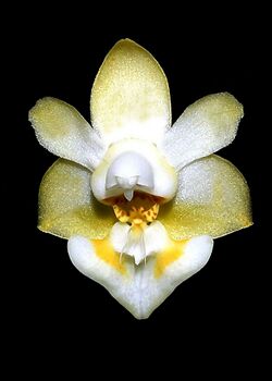 Phalaenopsis gibbosa Orchi 033.jpg