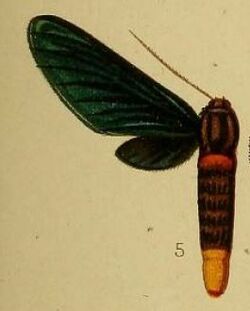Pl.36-fig.05-Pseudmelisa chalybsa Hampson, 1910.JPG