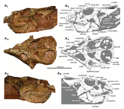 Protoceratops MPC-D 100 551 skull.png