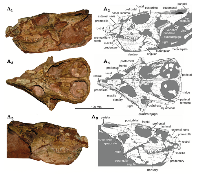 File:Protoceratops MPC-D 100 551 skull.png