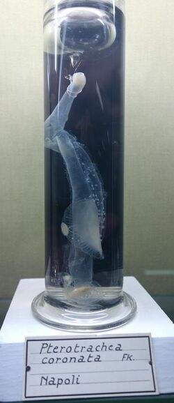 Pterotrachea coronata - Museo Civico di Storia Naturale Giacomo Doria - Genoa, Italy - DSC03278.JPG