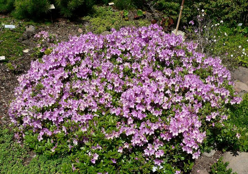 File:Rhododendron yedoense var poukhanense 1.jpg