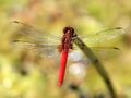 Rhodothemis lieftincki 3113.jpg