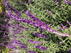 Salvia leucantha (Mexican Bush Sage).jpg