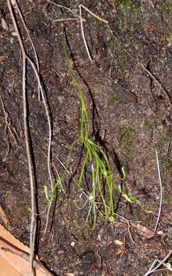 Schizaea dichotoma waterfall.jpg