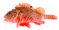 Scorpaena papillosa (Schneider & Forster, 1801) Red Rockcod, or red scorpionfish, "Grandaddy".jpg