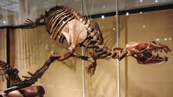 Skeleton of Allodesmus.jpg