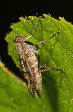 Snipe Fly - Rhagio punctipennis or plumbeus, Meadowood Farm SRMA, Mason Neck, Virginia - 16181146583.jpg