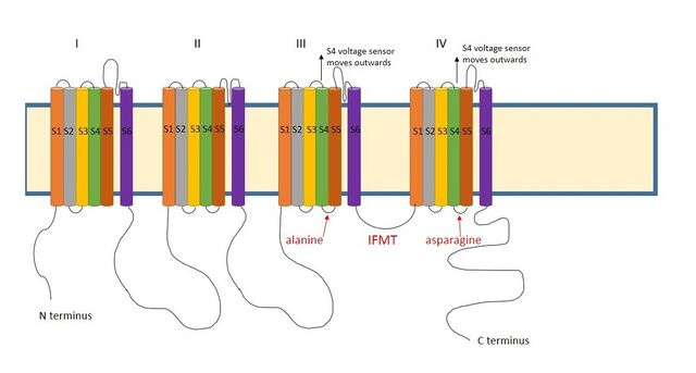 Diagram of a voltage gated sodium channel, showing the four domains divided into 6 segments each. The important residues for inactivation are highlighted.